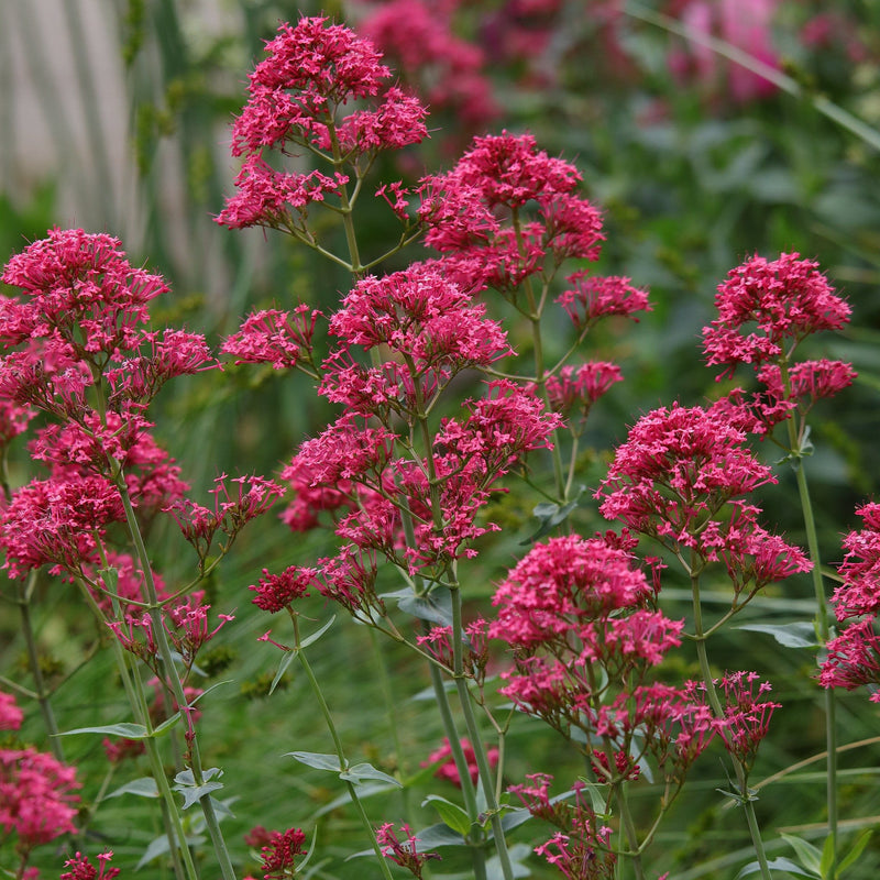Meerdere bloemen van de biologische rode spoorbloem.