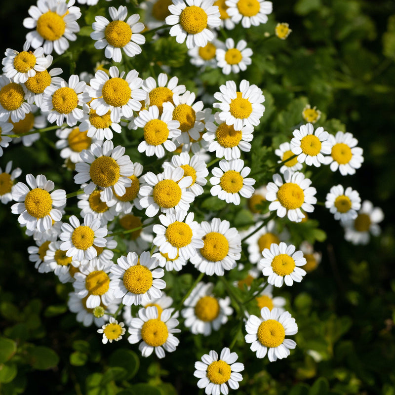 roomse kamille, witte bloemetjes met geel hart