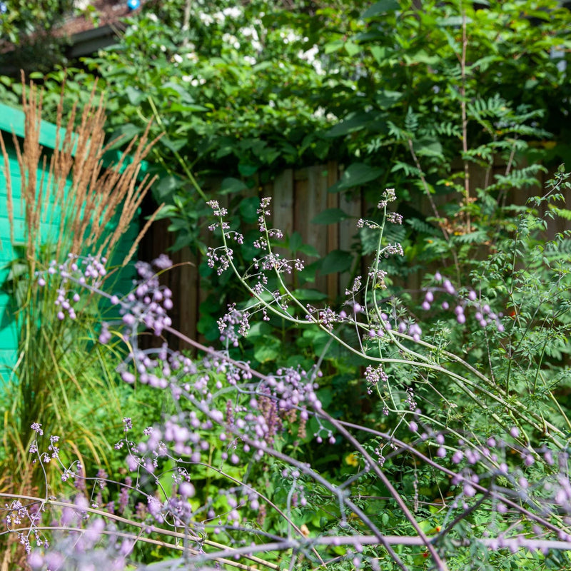 Chinese ruit in een tuin