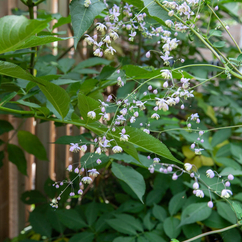 chinese ruit in een tuin