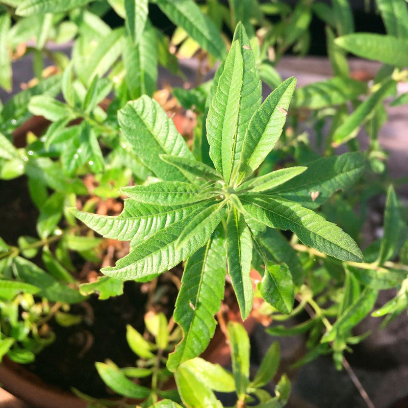 close up blad citroenverbena