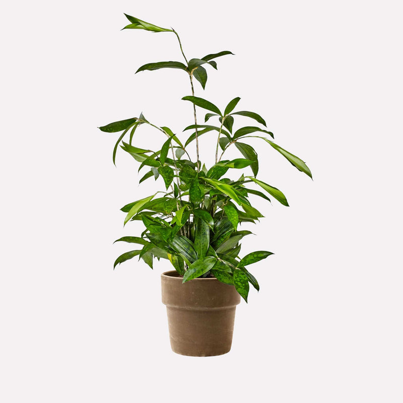 Classic grijs 20  terracotta pot met Dracaena Surculosa 17