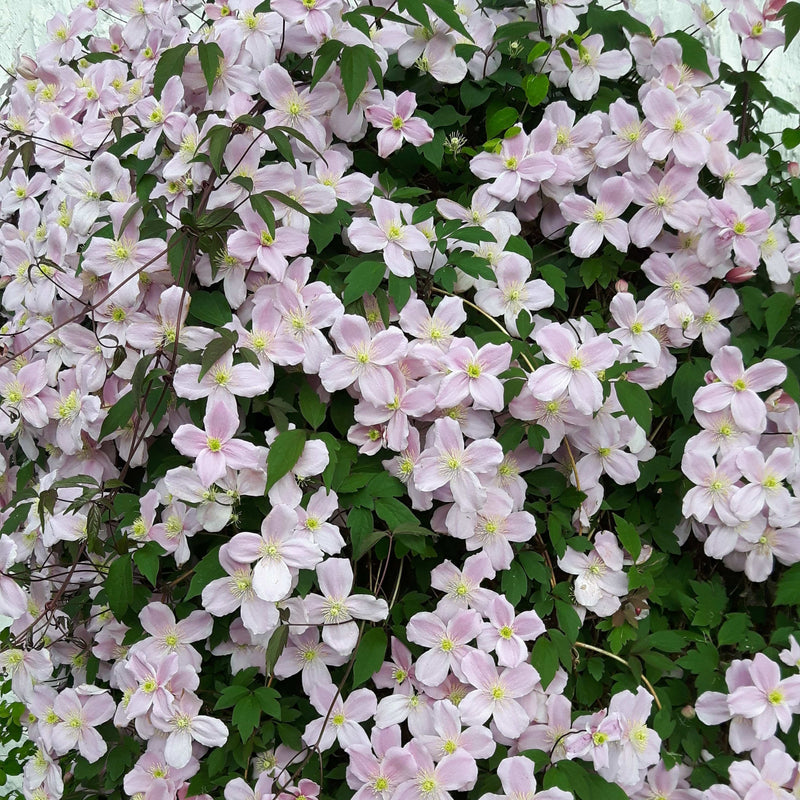 Biologisch gekweekte clematis montana rubens in volle bloei in het voorjaar.