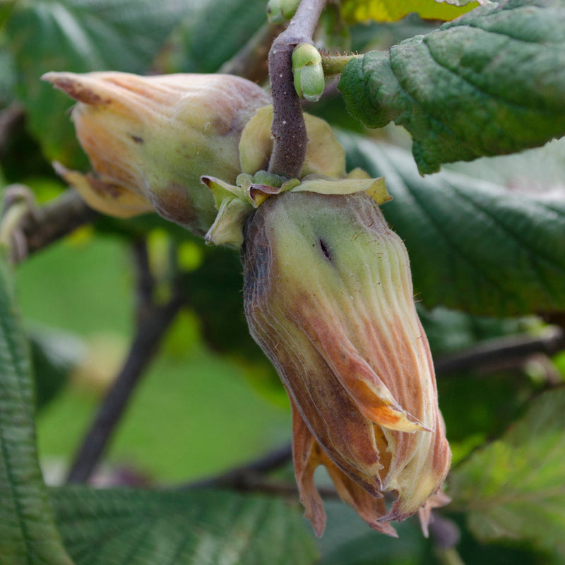 Biologische hazelnoot aan boom.