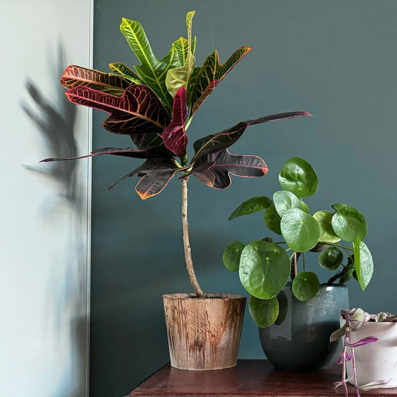 Croton Excellent op tafeltje naast Pannenkoekplant