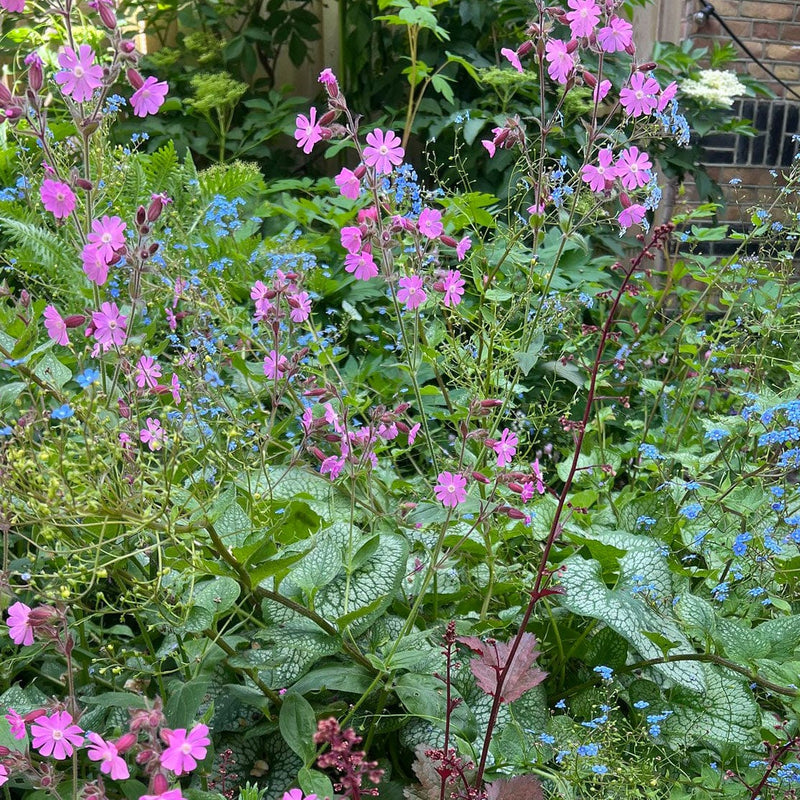 dagkoekoeksbloem in een tuin