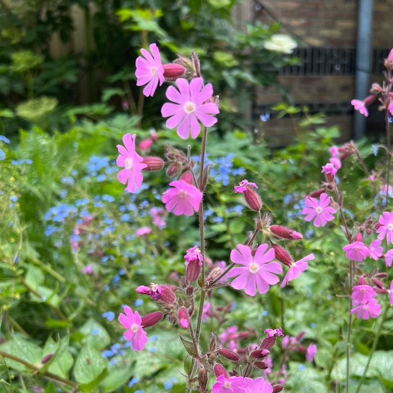 dagkoekoeksbloem in een tuin