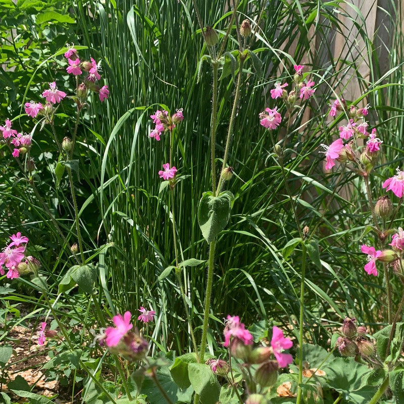 dagkoekoeksbloem in een tuin