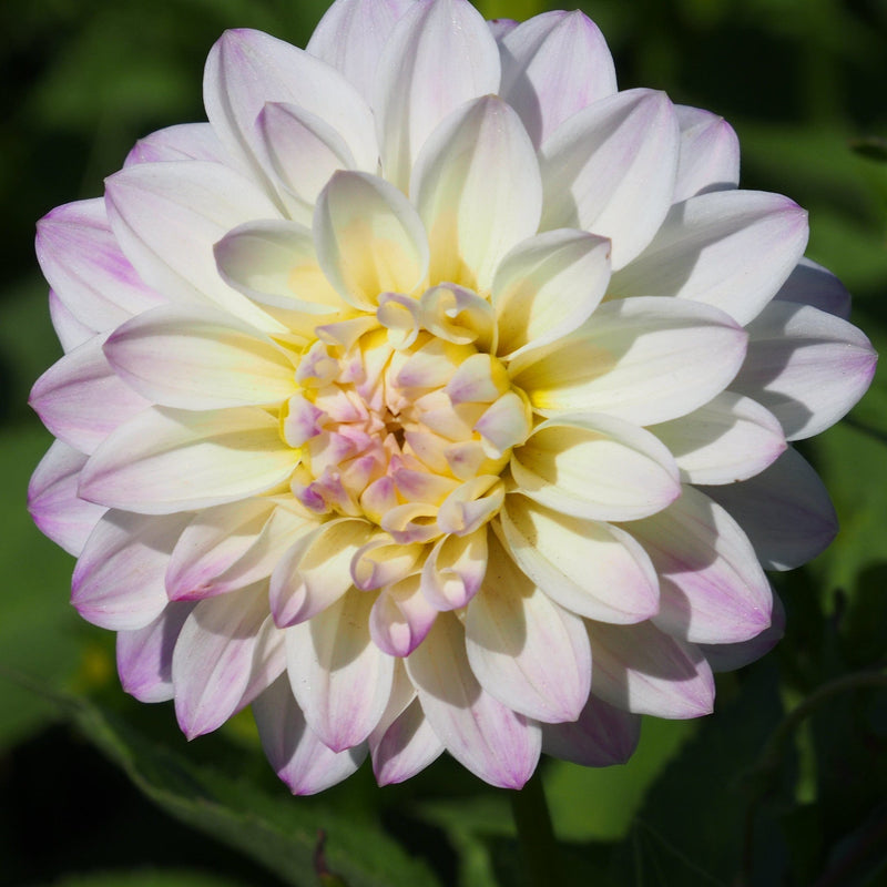 Biologische Dahlia Wittem in volle bloei.