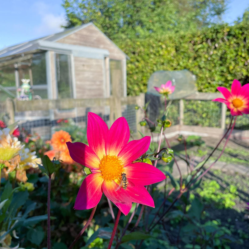 Dahlia bright eyes in de zon in bloei