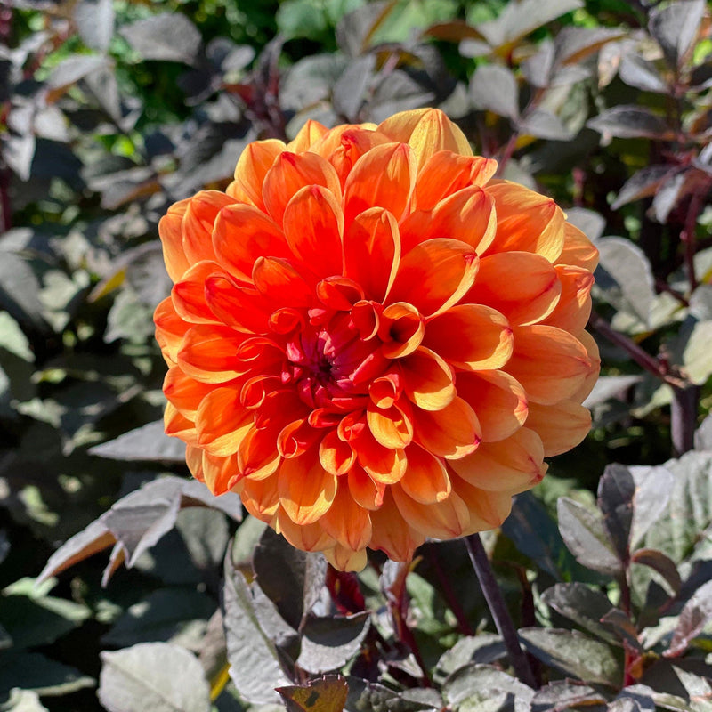 Biologische dahlia David Howard in bloei met donker blad