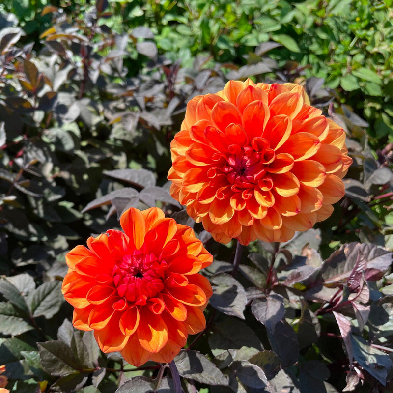 Twee bloemen van de biologische Dahlia David Howard.