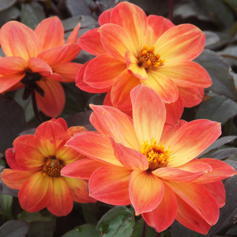 Biologisch geteelde dahlia knol, met oranje bloemen.