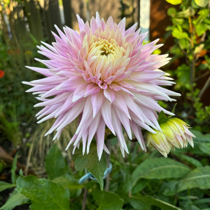 Dahlia Kiev close-up bloem