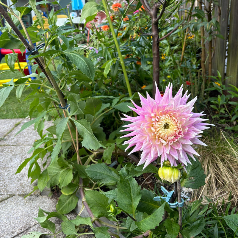 Dahlia Kiev in de tuin in broder tussen diverse planten