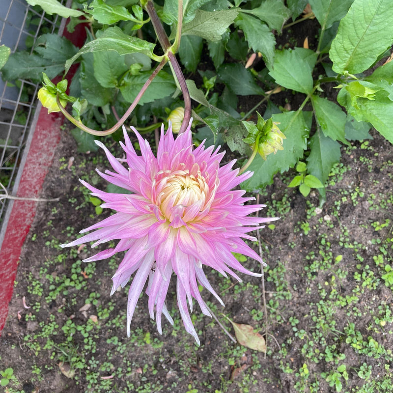 Dahlia Kiev in border close-up van boven af