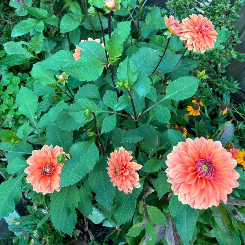 Dahlia summerflame van bovenaf