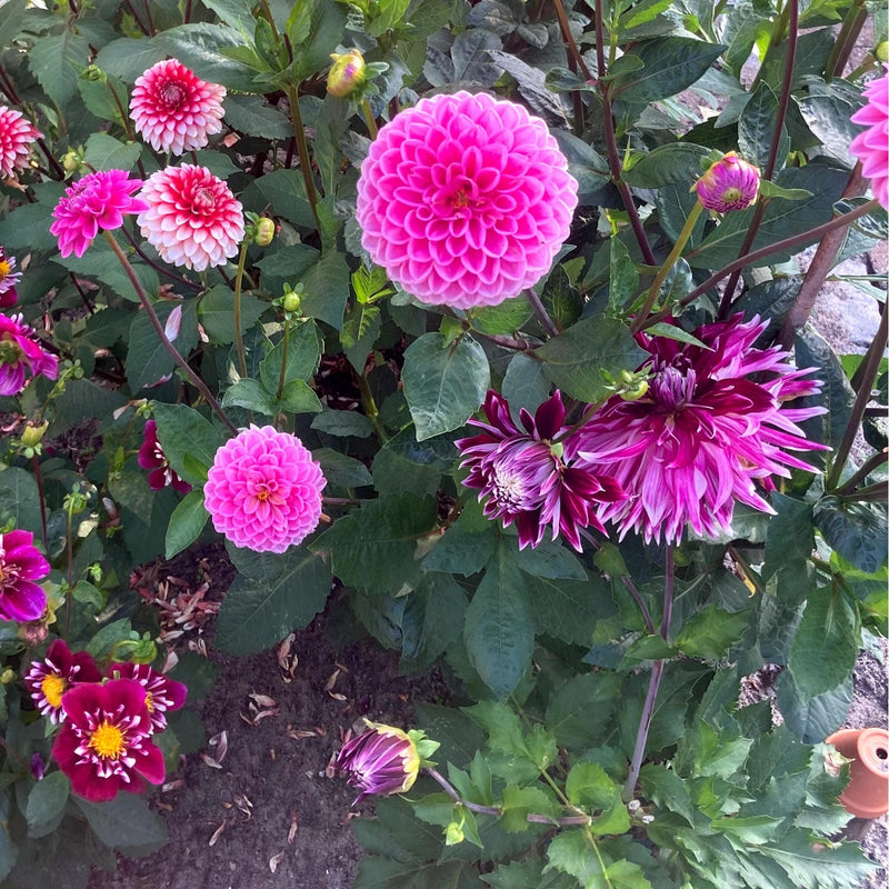 Dahlia vancouver in combinatue met dahlia sandra en larry love