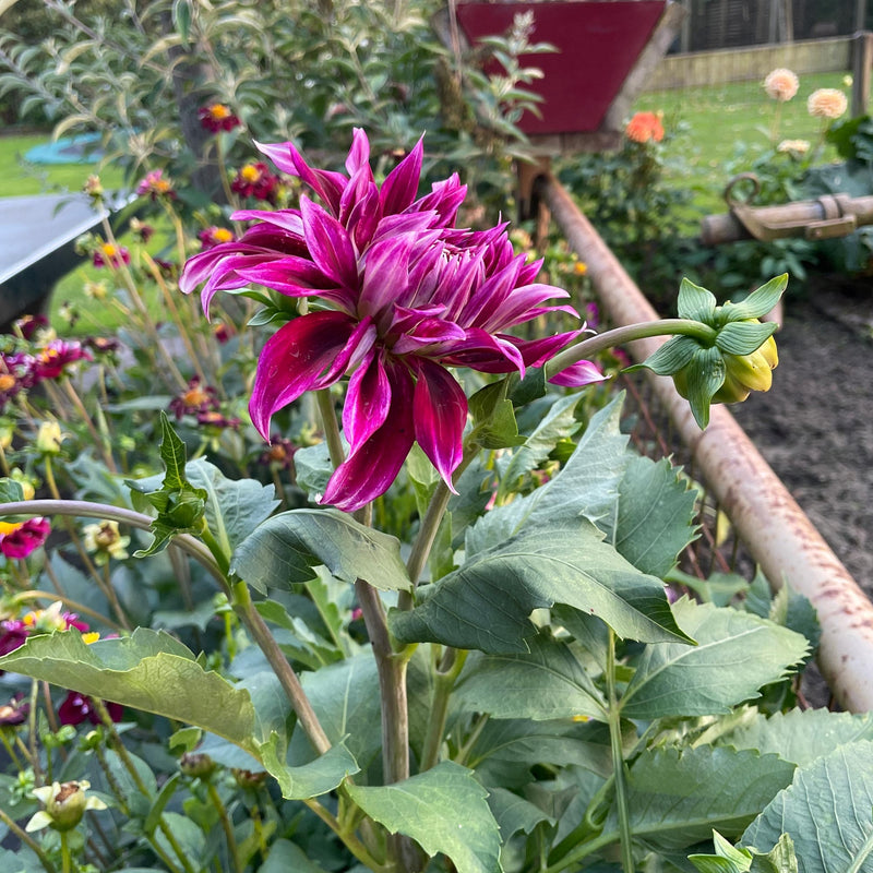 dahlia vancouver close-up bloem