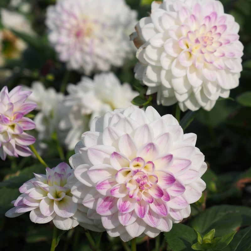 Biologische Dahlia's in het wit met een roze hart.