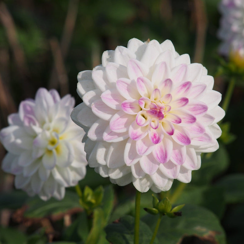 Biologische Dahlia's naast elkaar in het wit.