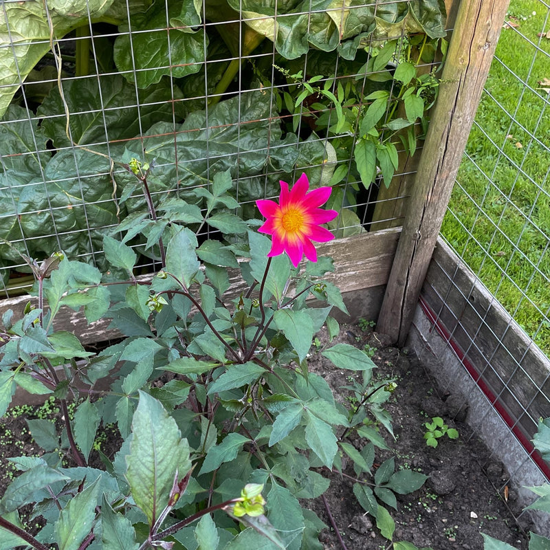 Dahlia bright eyes in bloei in border