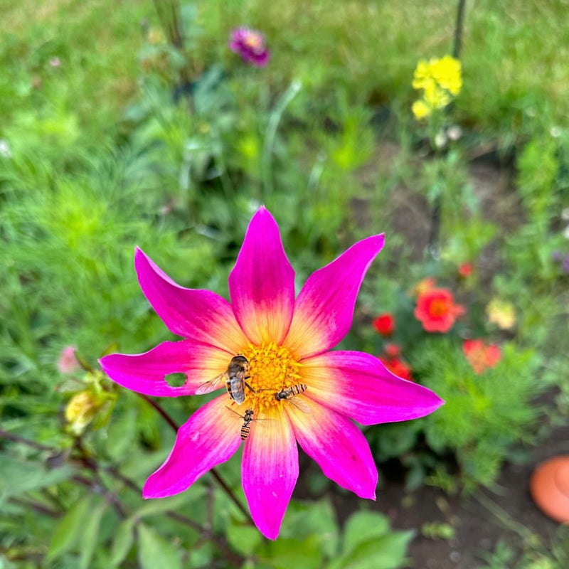Dahlia bright eyes close up met insecten