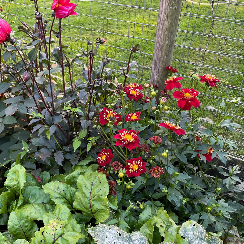 Dahlia impression festivo  in border tussen diverse planten
