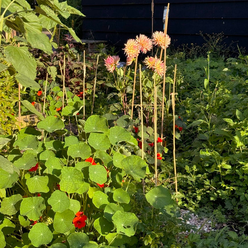 Dahlia Kiev in avondzon in een tuin