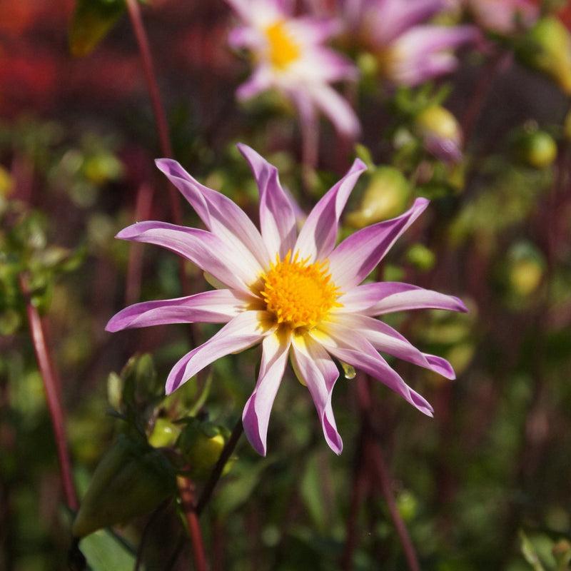 Biologisch gekweekte dahlia met een lila kleur en spitsvormige, open bloemen.