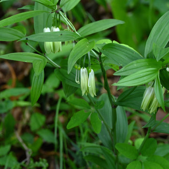 Disporum Disporum