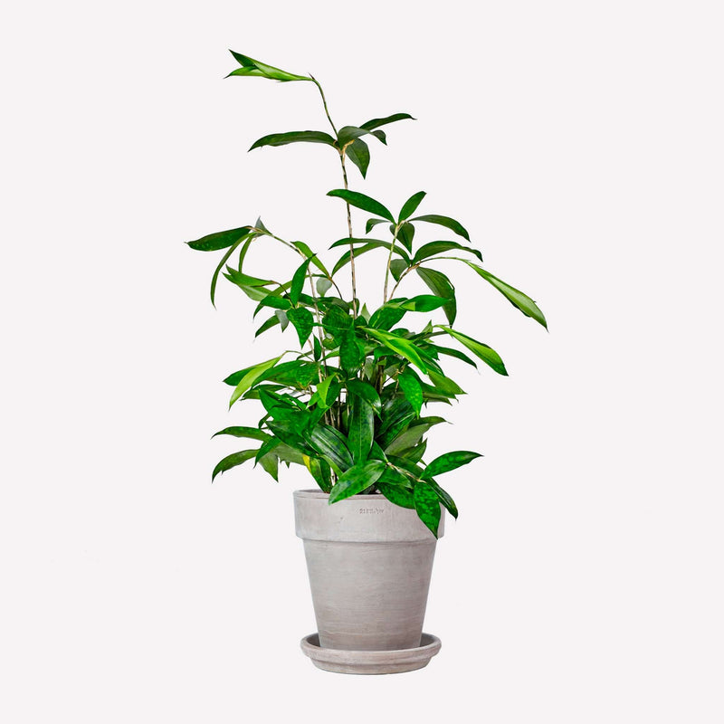 Dracaena surculosa