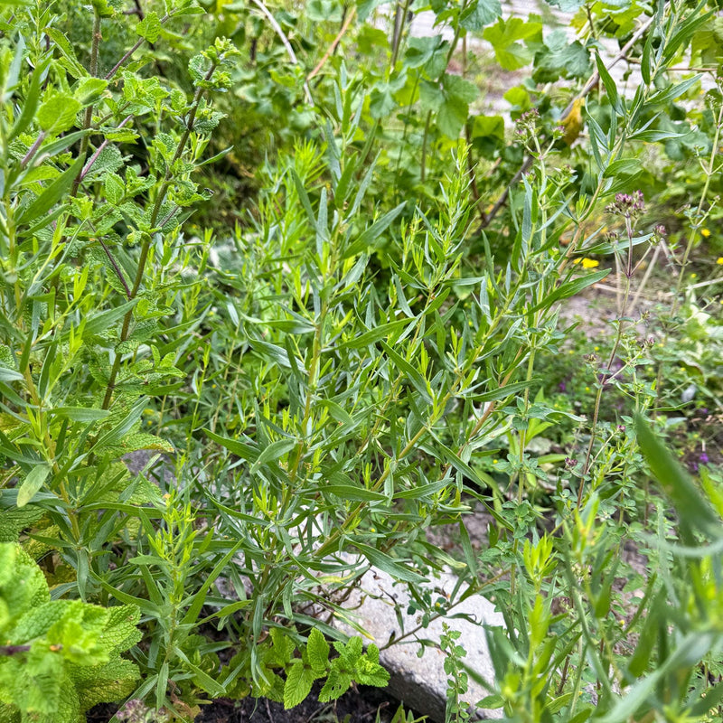 Dragon in border kruidentuin