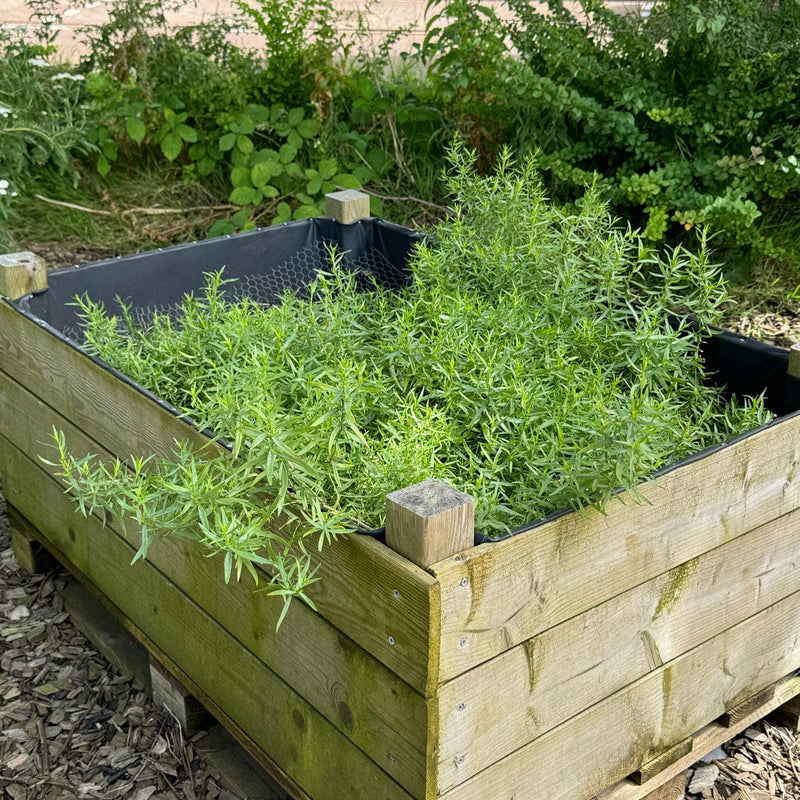 Dragon in moestuinbak