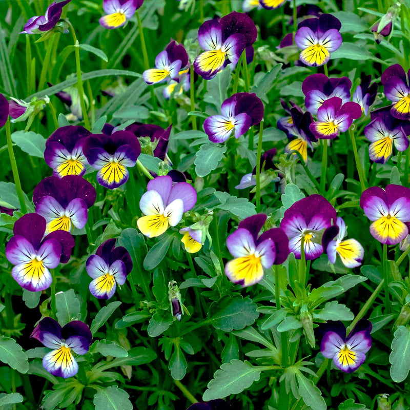 bloemen van driekleurig viooltje, dieppaars met witte en gele blaadjes met paarse streepjes vanuit het hart, omringd door groen blad