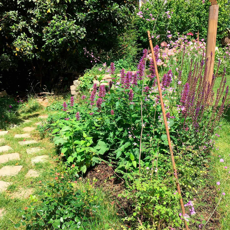Dropplant in een border