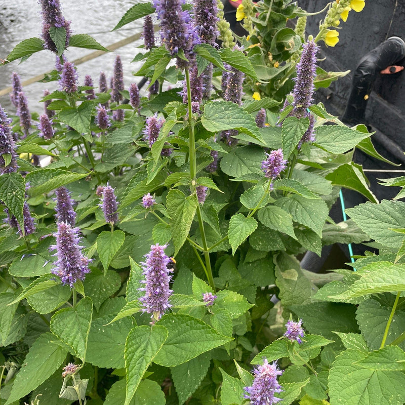 Dropplant blue fortune close up
