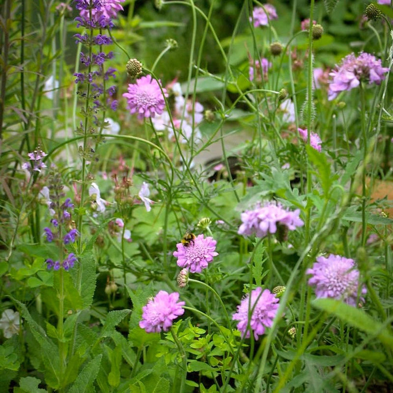 Biologische duifkruid met roze bloemen en nectarslurper