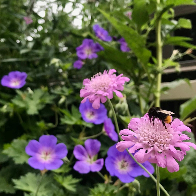 Biologische duifkruid met roze bloemen in een tuin