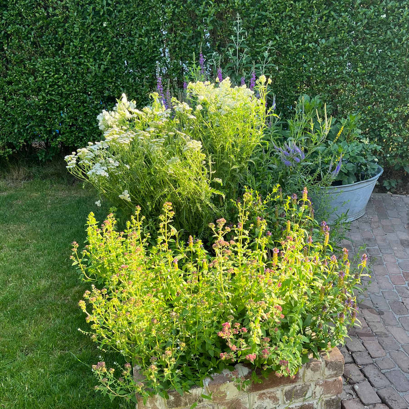 Duizendblad in een tuin