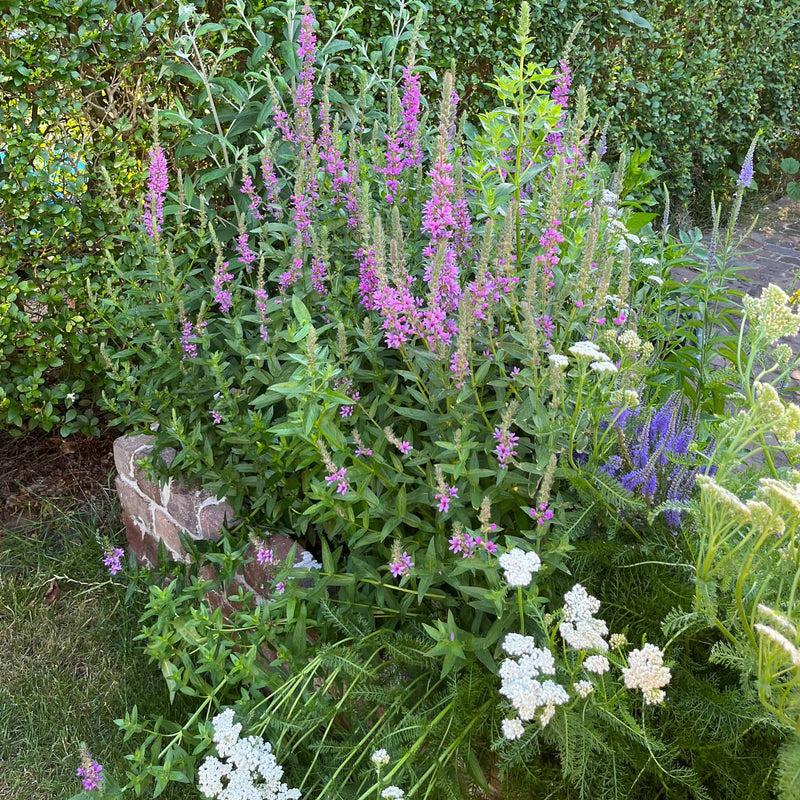 Duizendblad in een tuin
