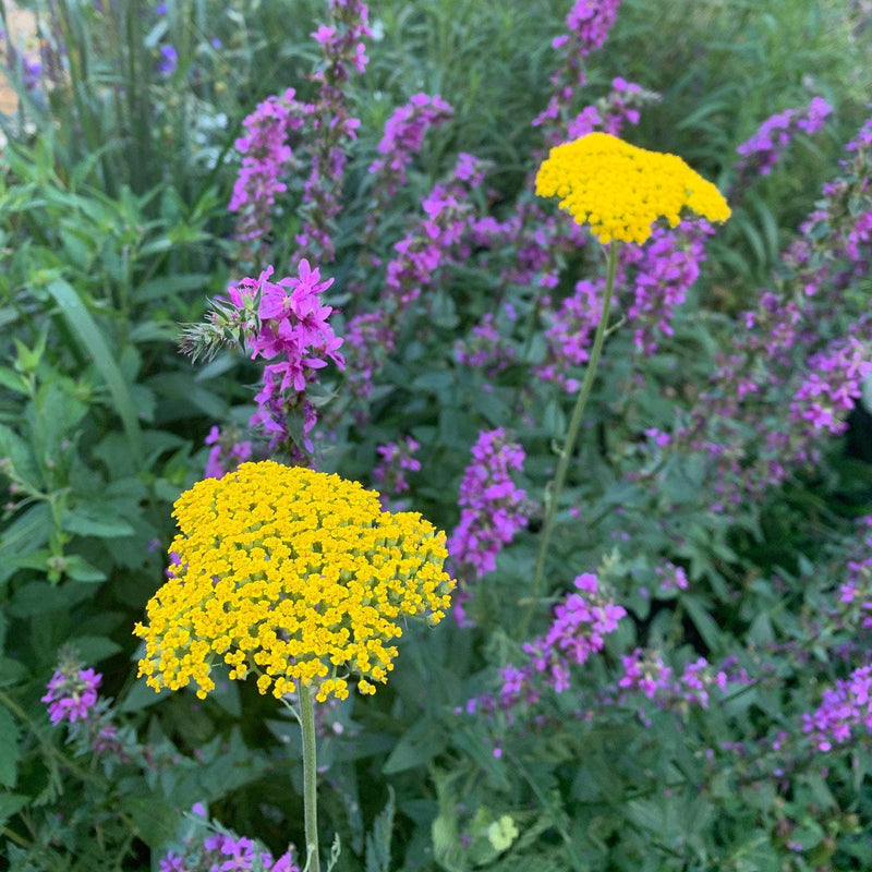 Duizendblad cloth of gold in een border