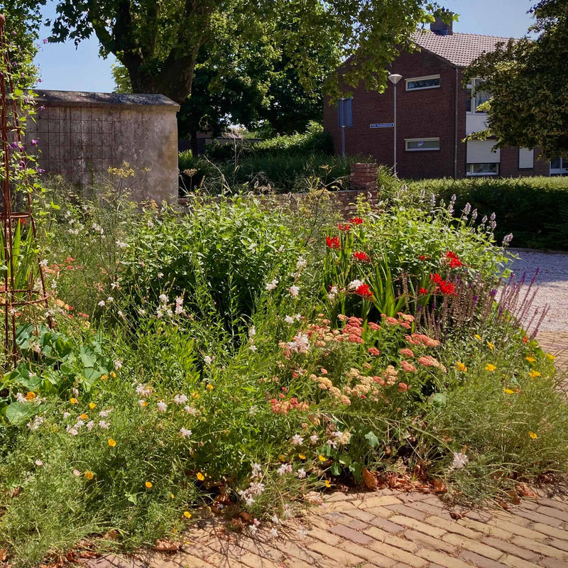 Duizendblad paprika in een border