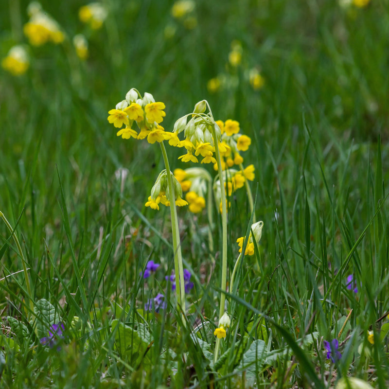 Gulden sleutelbloem