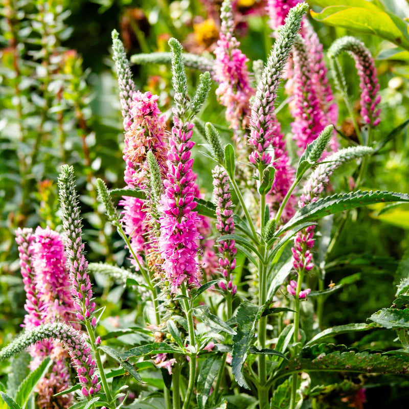 Biologisch geteelde erepijs met roze bloemen.