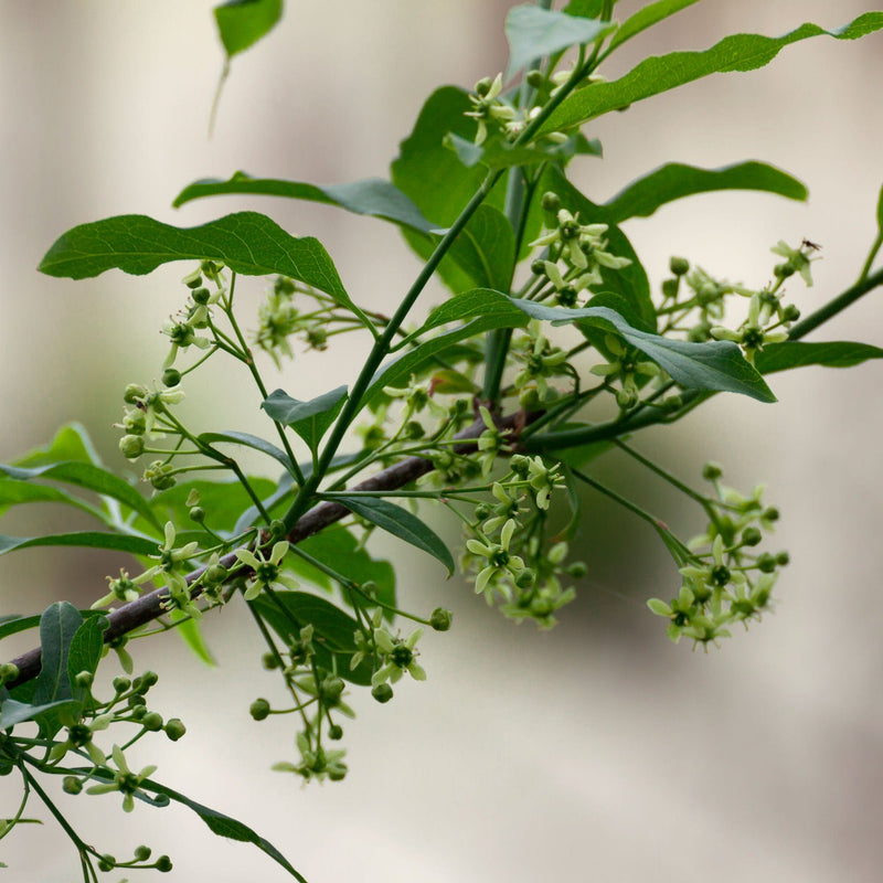 Wilde Kardinaalsmuts