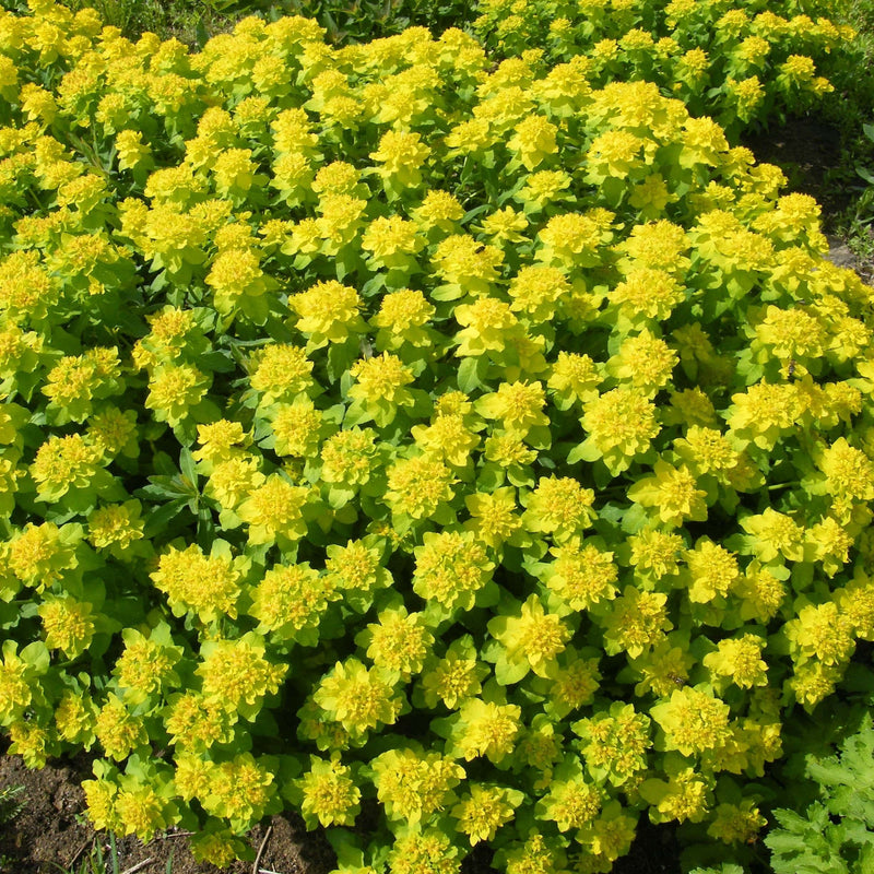 Deze wolfsmelk, euphorbia is gekweekt zonder gif.