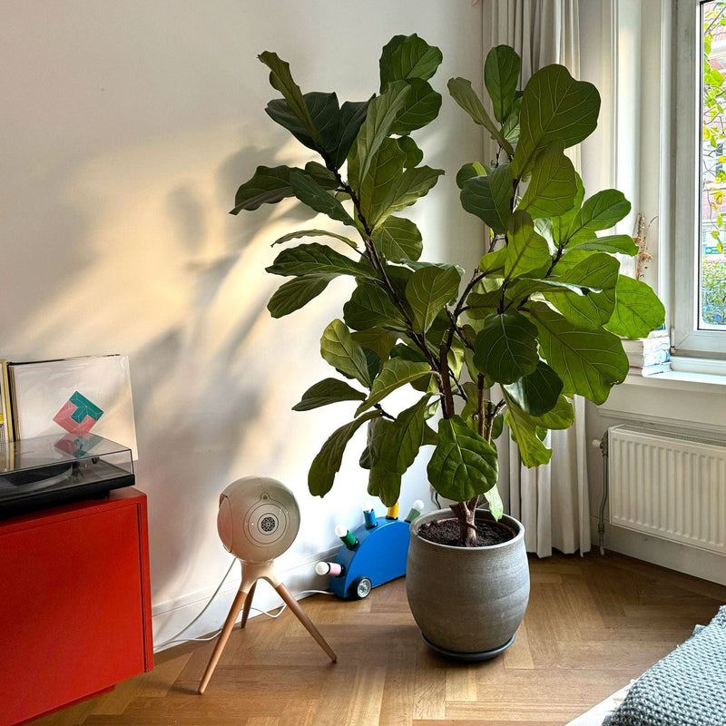 Ficus Lyrata in grote grijze pot bij raam in huiskamer
