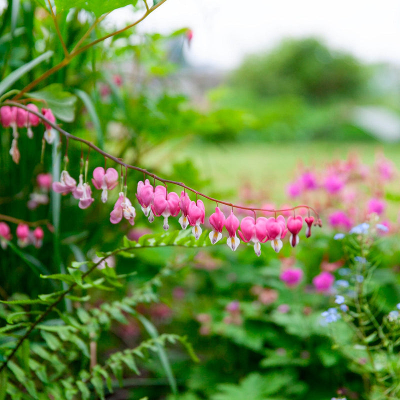 gebroken hartje, roze bloemetjes in hartvorm in tuin