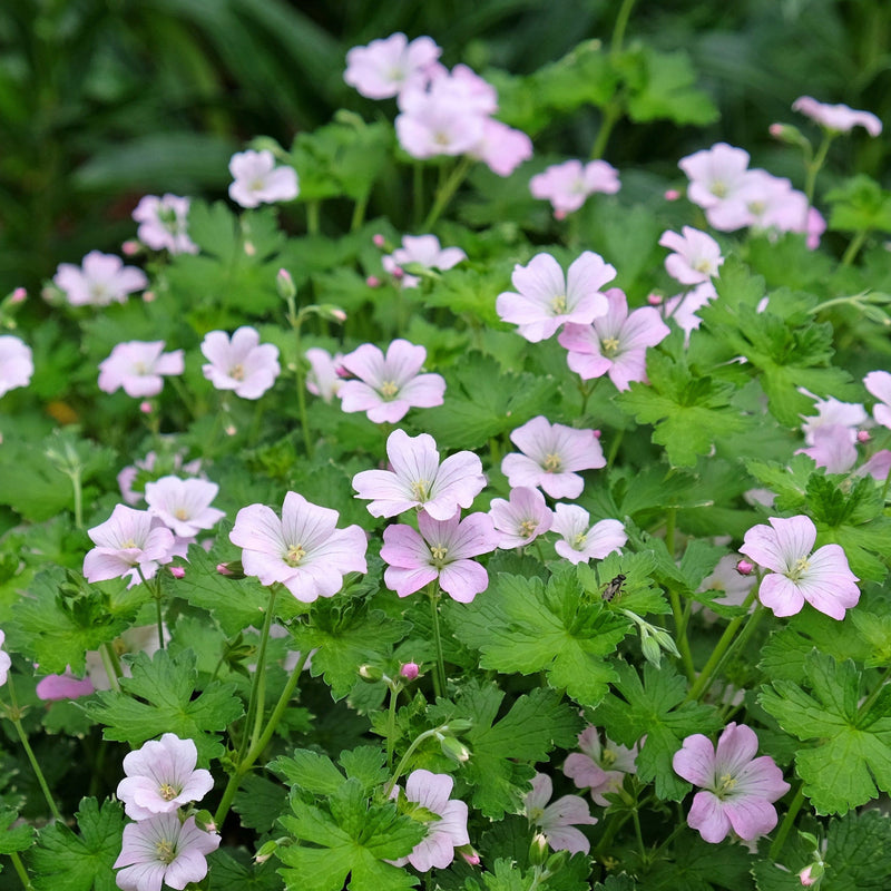 Biologisch geteelde geranium met roze bloemen.